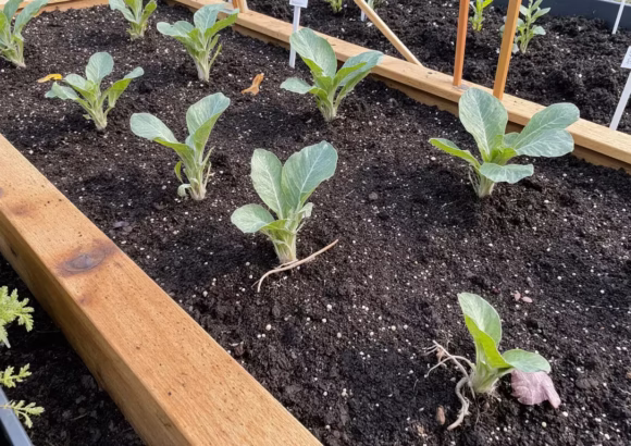 Top Soil Near Me – Best Local Garden Soil Delivery 2025